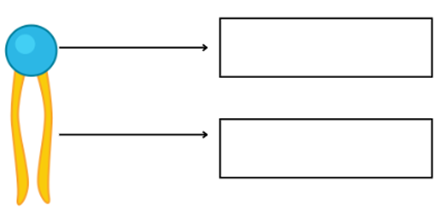Membrana Plasmática - Exercícios para o 6º e 7º ano