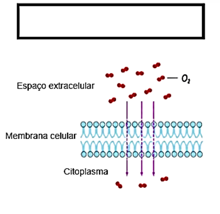Membrana Plasmática - Exercícios para o 6º e 7º ano