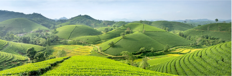 Atividade sobre Agricultura e Agronegócio