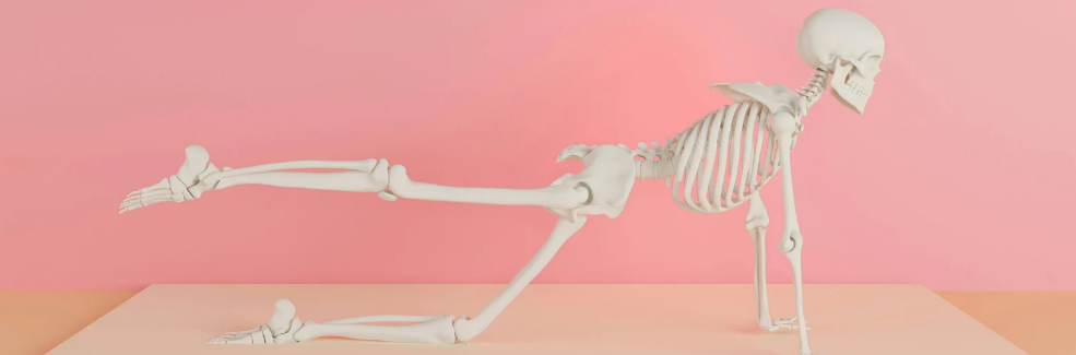 Atividade sobre o Esqueleto Humano - 3º e 4º ano