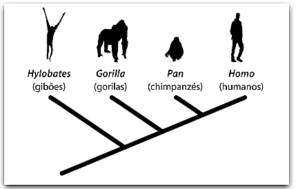 Atividade de Ciências sobre Especiação - 8º e 9º ano