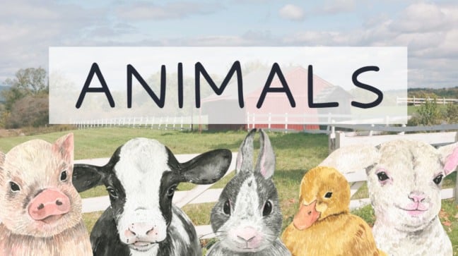 Atividade de Vocabulário em Inglês: Animais - 6º e 7º ano