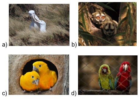 Atividade de Ciências sobre Especiação - 8º e 9º ano