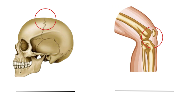 Atividade sobre o Esqueleto Humano - 3º e 4º ano