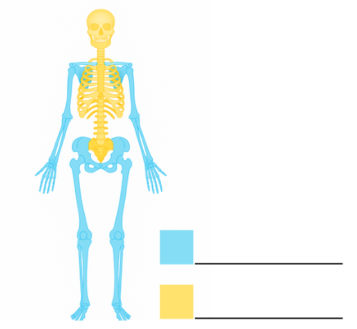 Atividade sobre o Esqueleto Humano - 3º e 4º ano