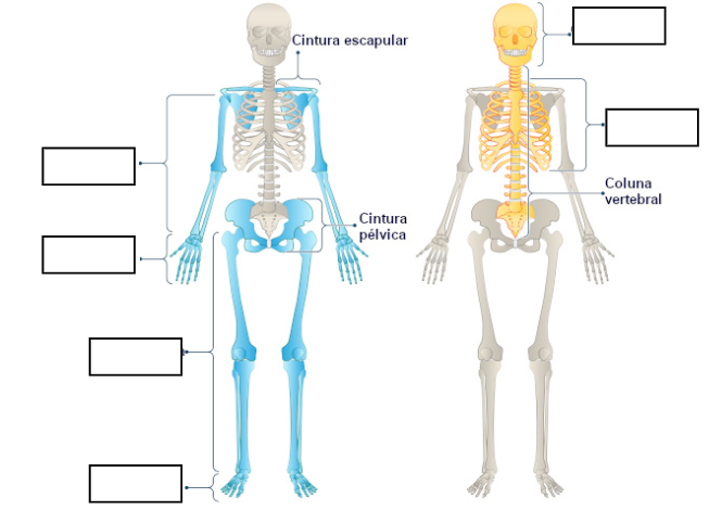 Atividade sobre o Esqueleto Humano - 3º e 4º ano