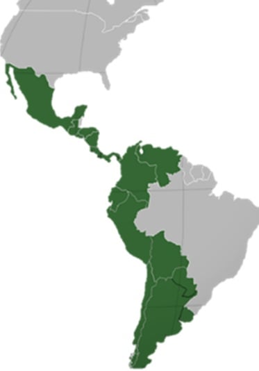 Atividade sobre a Independência da América Espanhola - 8º e 9º ano