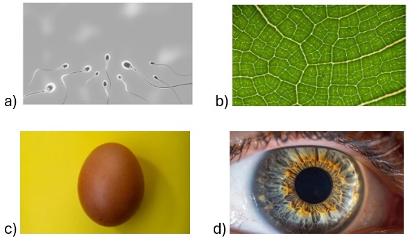 Atividade de Microscopia para o 6º e 7º ano
