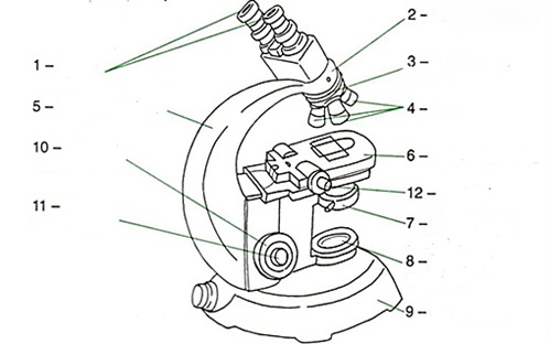 Atividade de Microscopia para o 6º e 7º ano