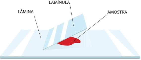 Atividade de Microscopia para o 6º e 7º ano