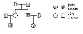 Exercícios sobre Heredogramas para 9º ano