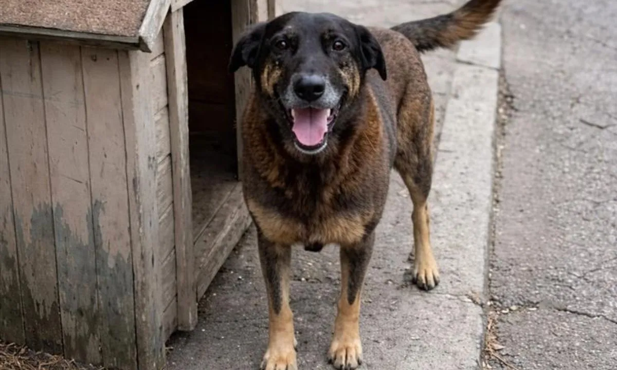 Atividade de Interpreta&ccedil;&atilde;o com textos sobre o C&atilde;o Orelha - 8&ordm; e 9&ordm; ano