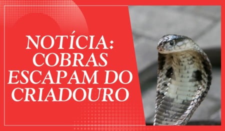 Atividade de Notícia: Cobras Escapam do Criadouro - 6º e 7º ano Atividade de Notícia: Cobras Escapam do Criadouro - 6º e 7º ano